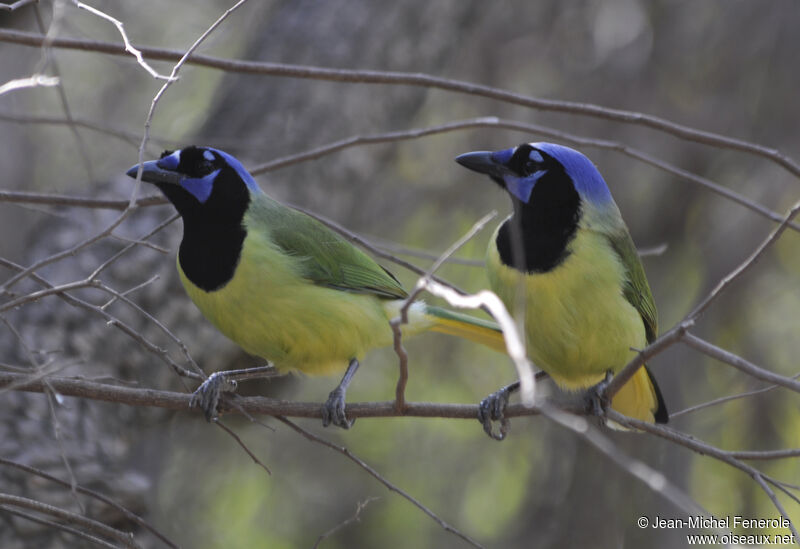 Green Jay