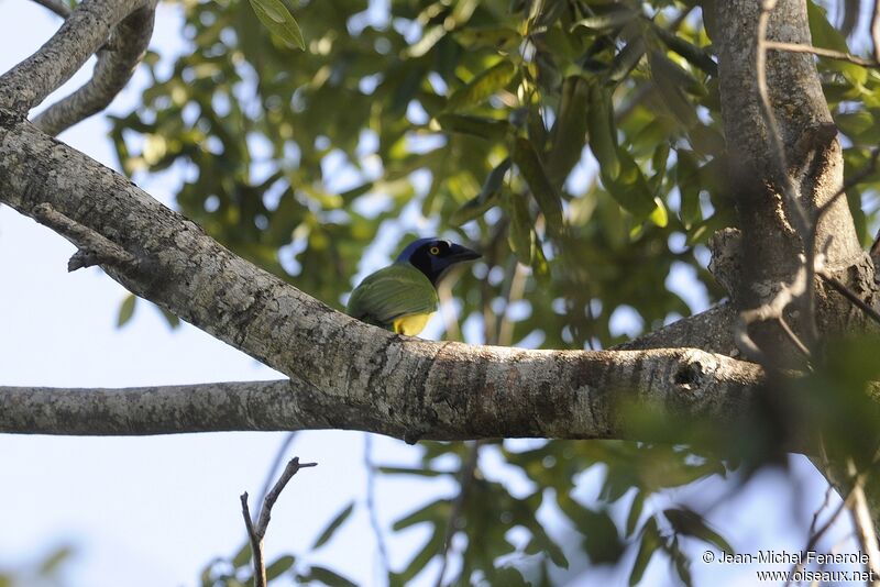 Green Jay