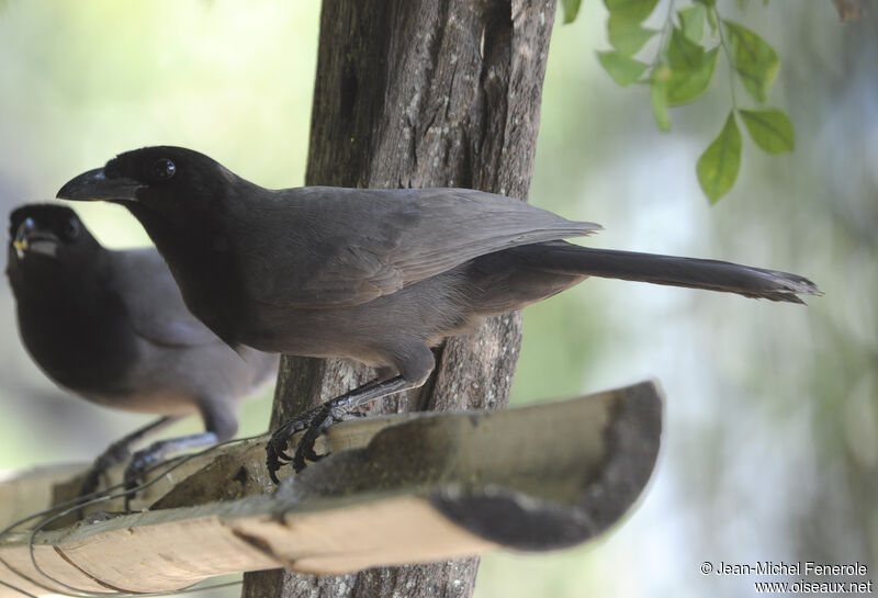 Purplish Jay