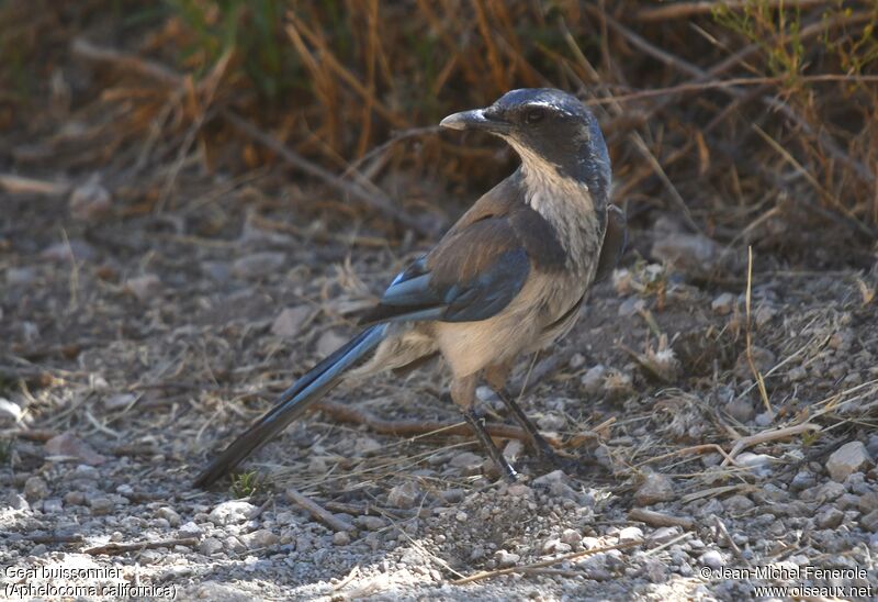 California Scrub Jayadult