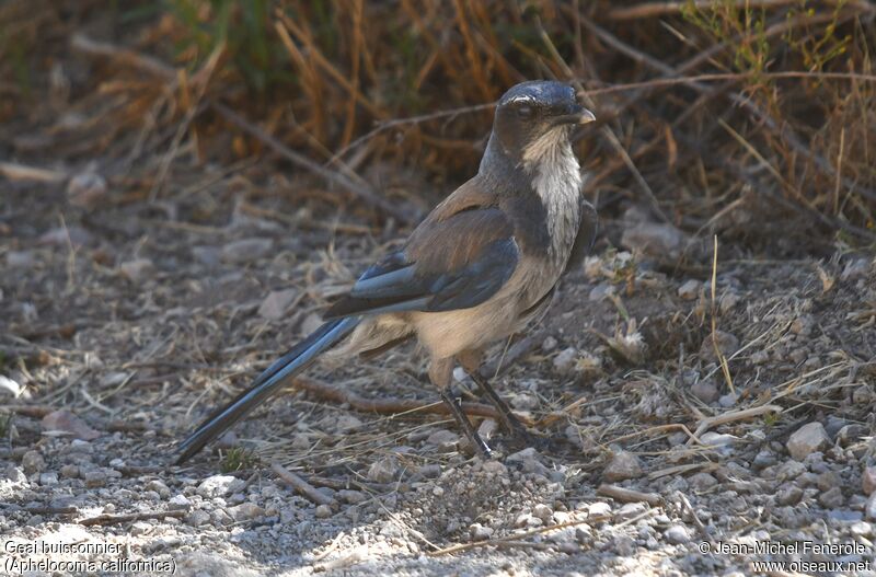 California Scrub Jay