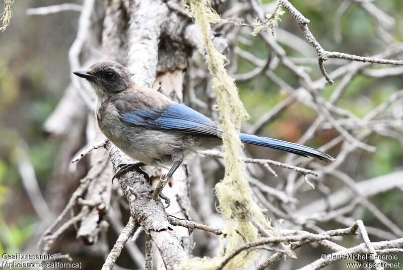 California Scrub Jayimmature