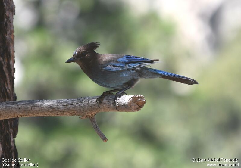 Steller's Jay