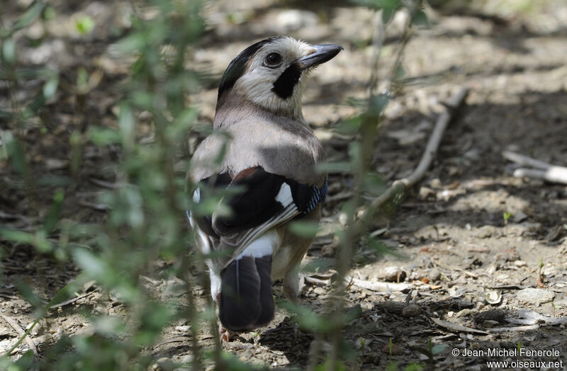 Eurasian Jay