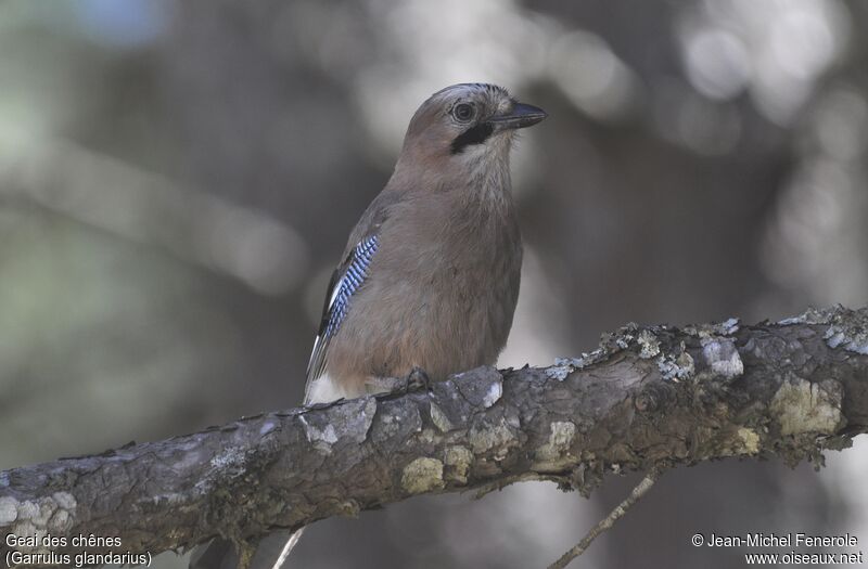 Eurasian Jay