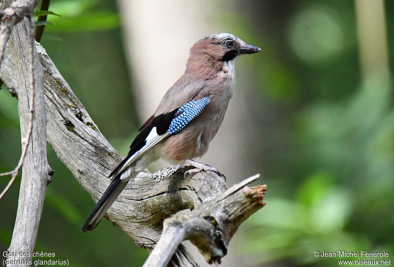 Eurasian Jay