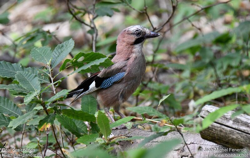 Eurasian Jay