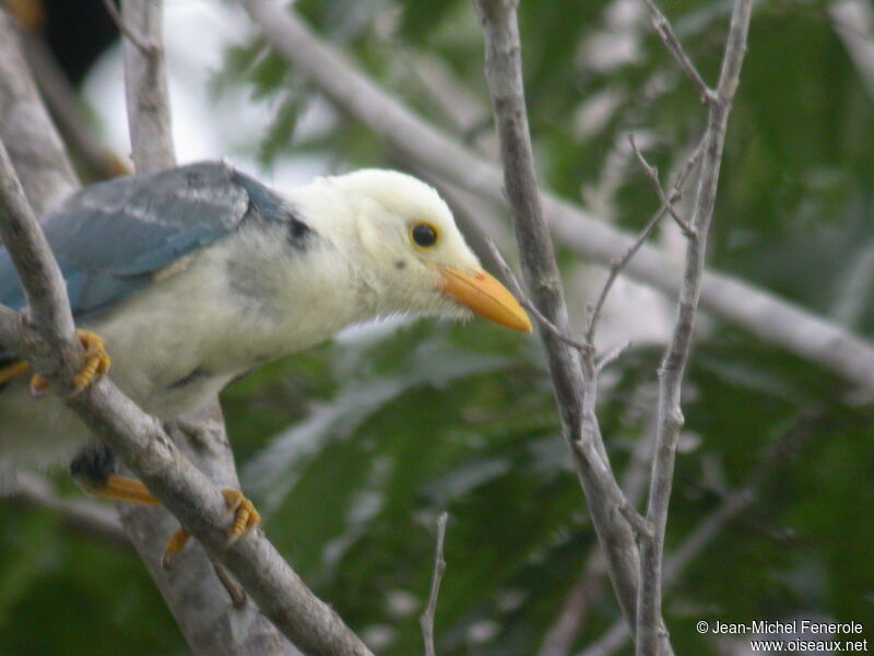 Yucatan Jay