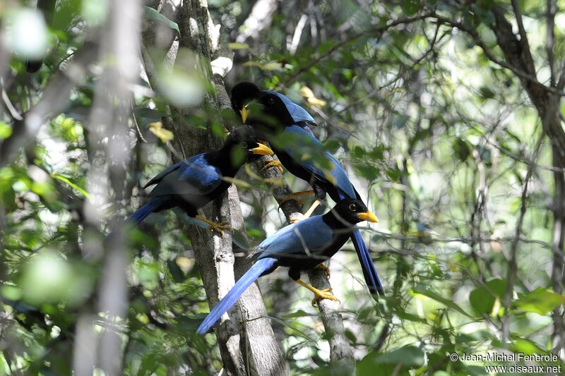 Yucatan Jay