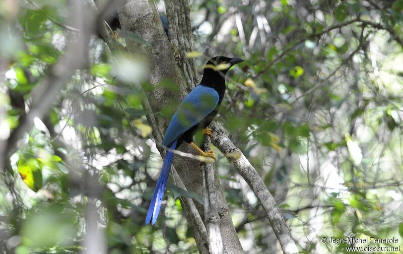 Yucatan Jay