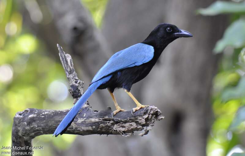 Geai du Yucatanadulte, identification