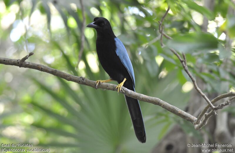 Yucatan Jay