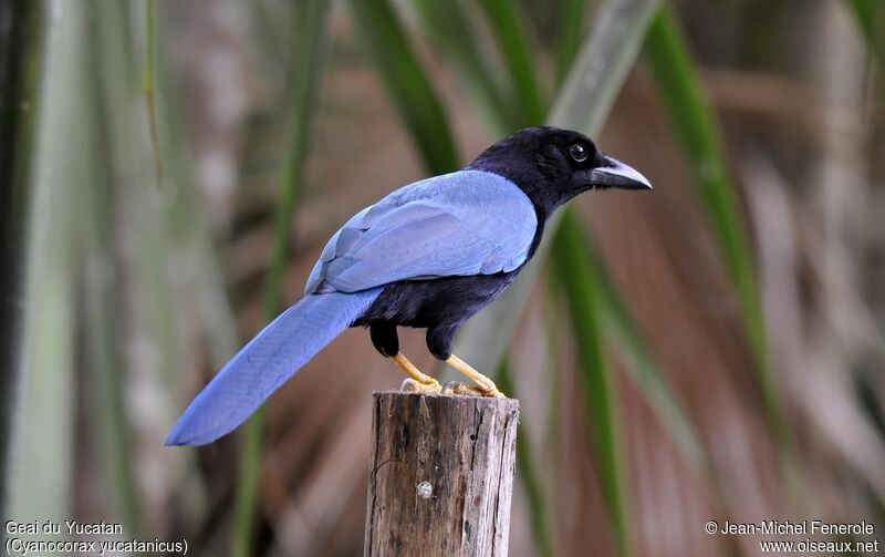 Yucatan Jay