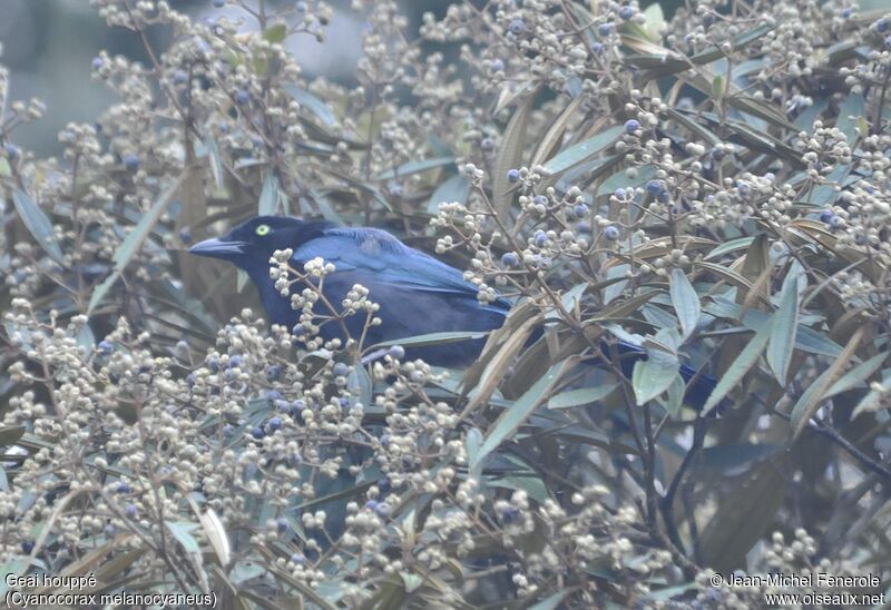 Bushy-crested Jay