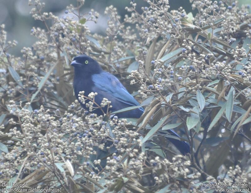 Bushy-crested Jay