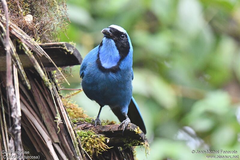 Turquoise Jay