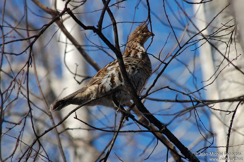 Ruffed Grouse