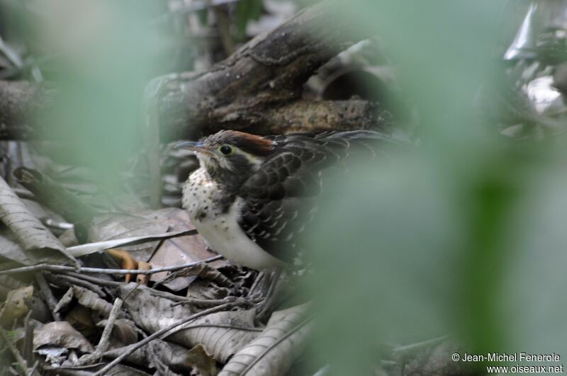 Pheasant Cuckoo