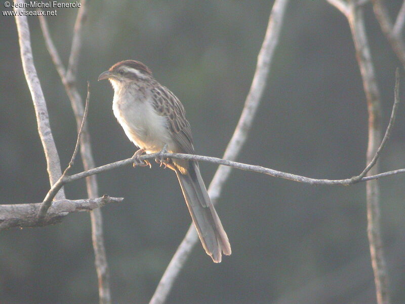 Striped Cuckoo