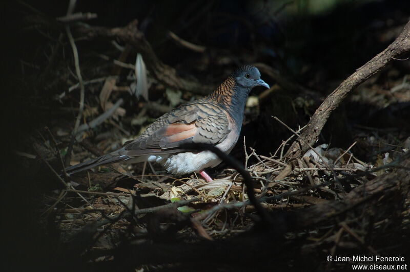 Bar-shouldered Dove