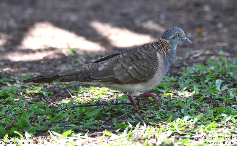 Bar-shouldered Dove