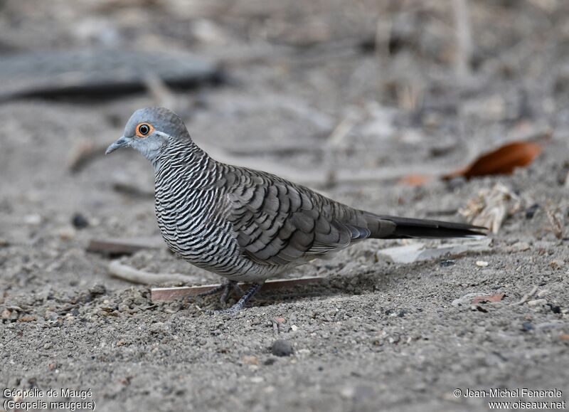 Barred Dove