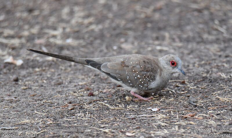 Diamond Dove