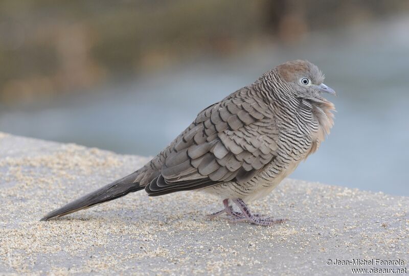 Zebra Dove