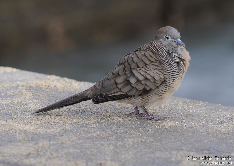 Zebra Dove