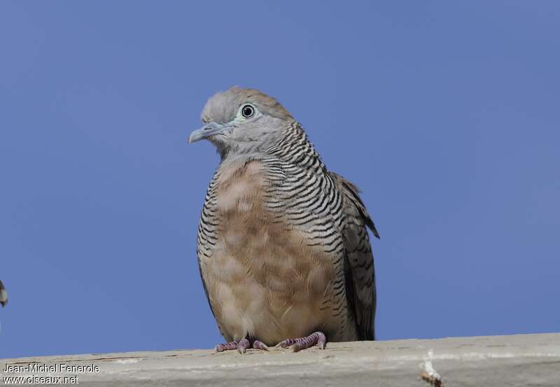 Zebra Dove male adult, close-up portrait