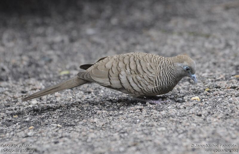 Zebra Dove