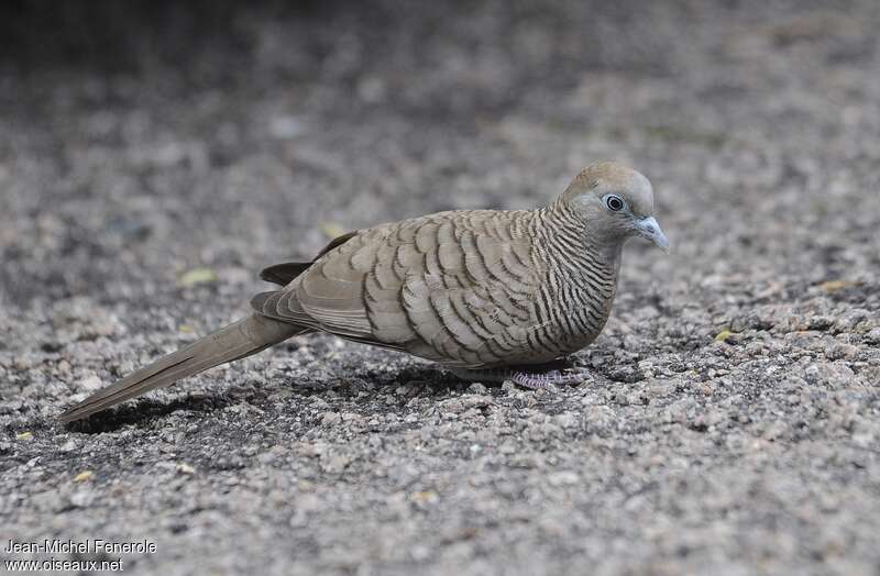 Zebra Doveadult, eats