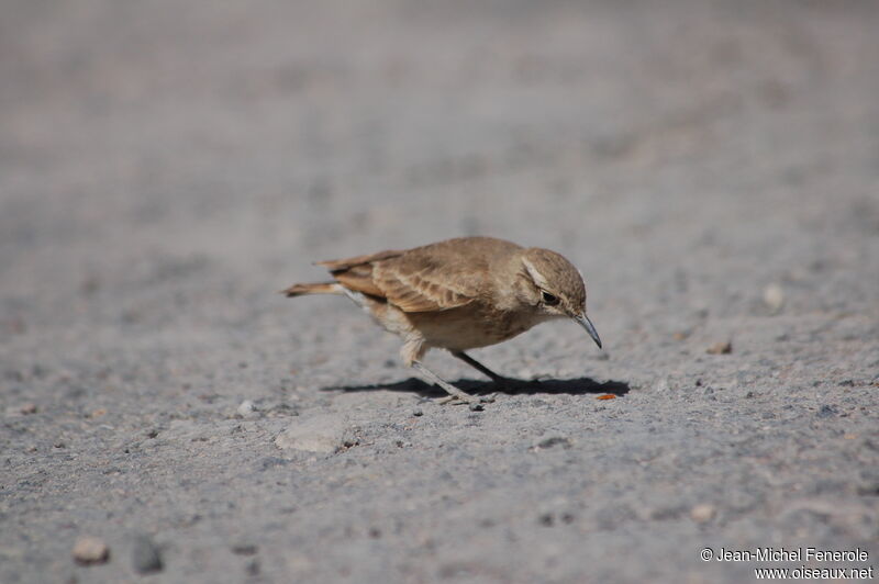 Common Miner