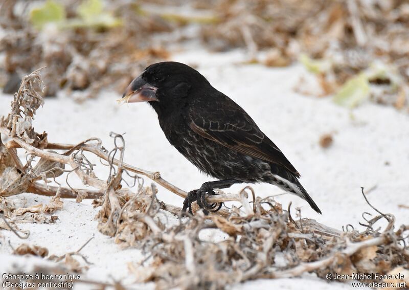 Espanola Cactus Finch