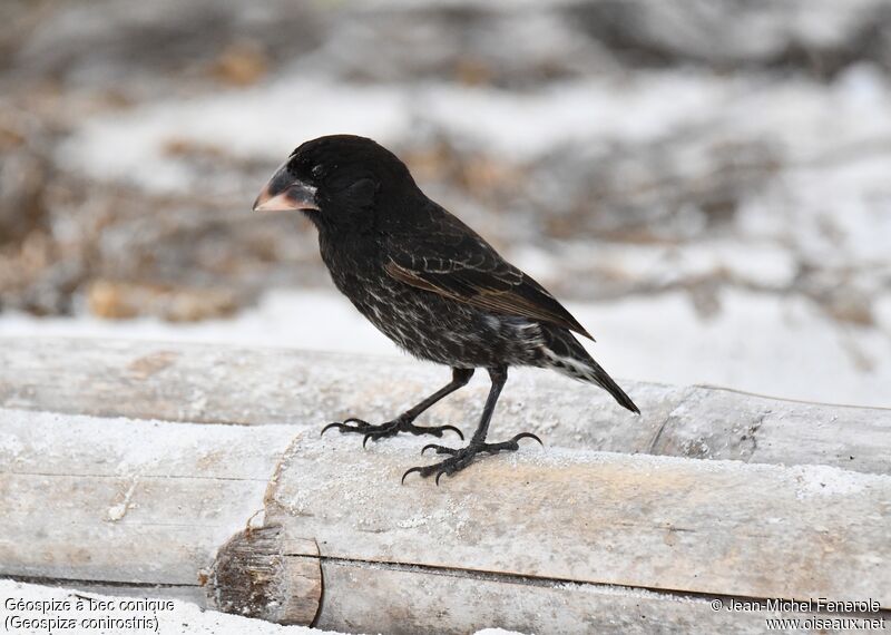 Espanola Cactus Finch