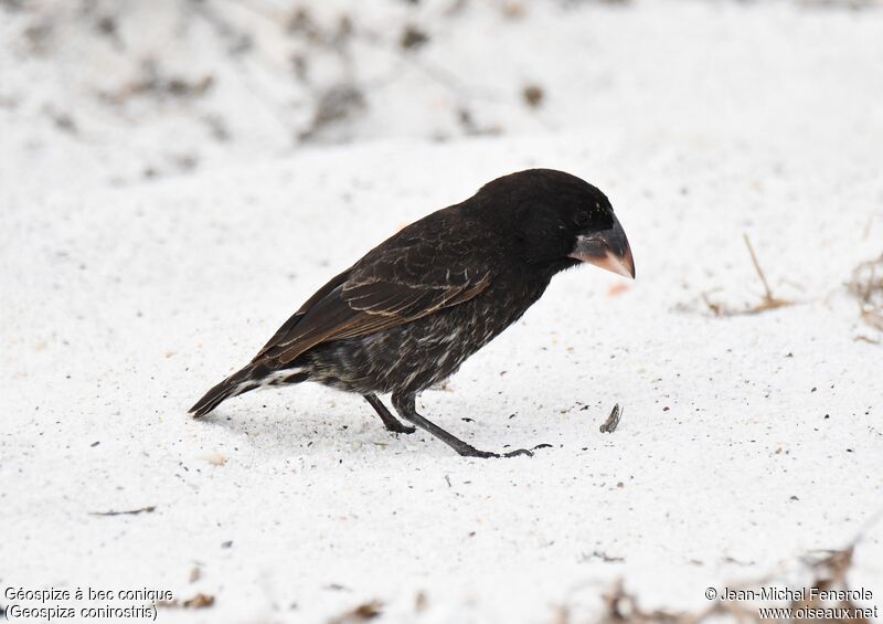 Espanola Cactus Finch