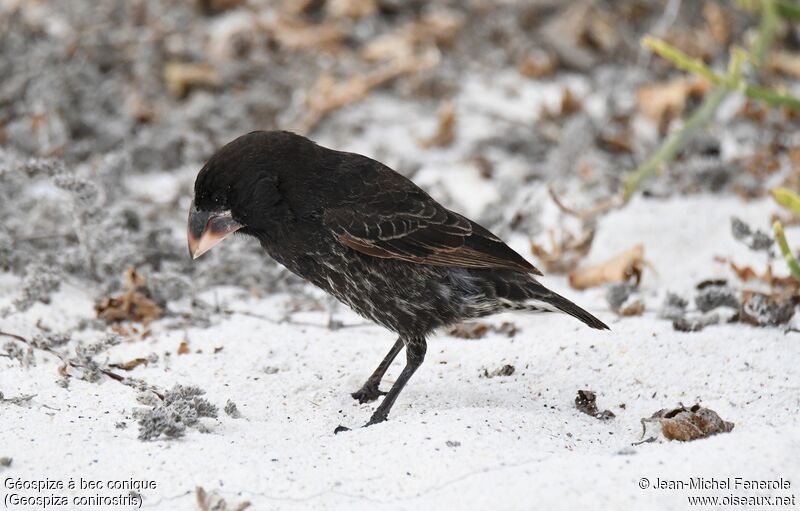 Espanola Cactus Finch