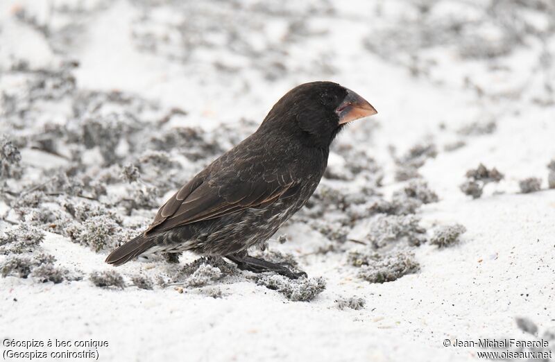 Espanola Cactus Finch