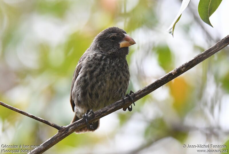 Medium Ground Finch