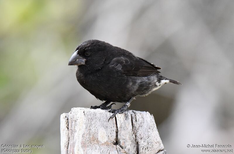 Medium Ground Finch