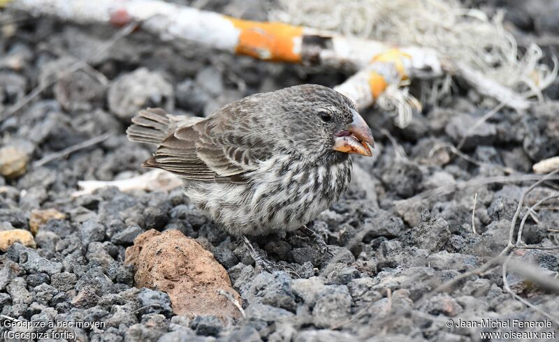 Medium Ground Finch