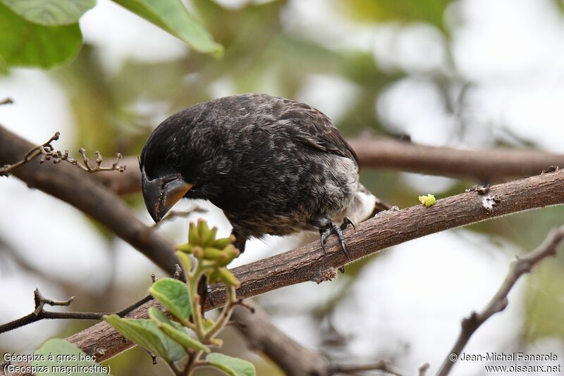 Large Ground Finch