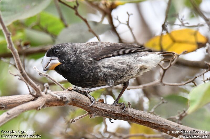 Large Ground Finch