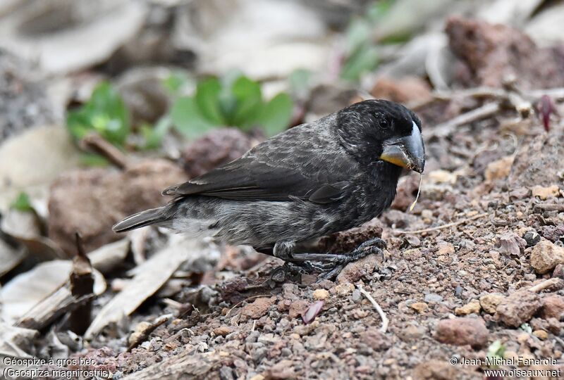 Large Ground Finch