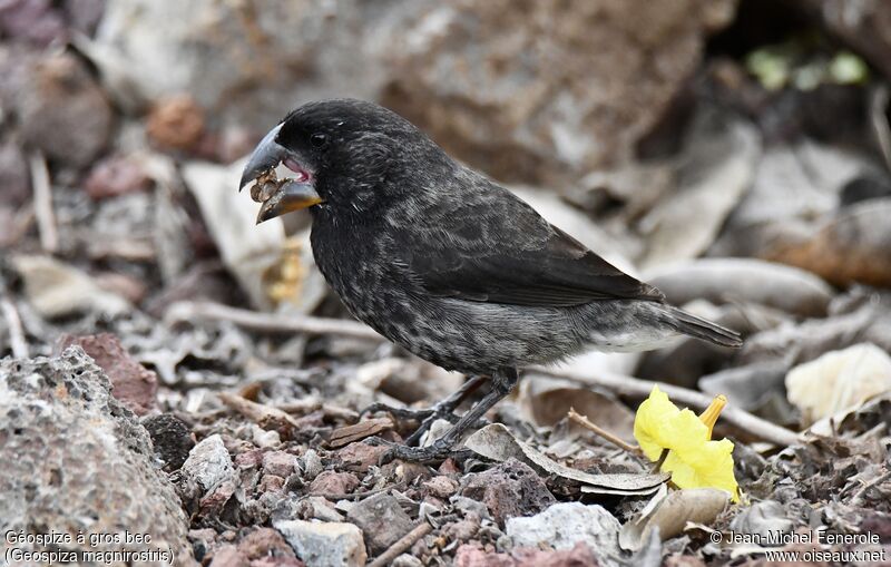 Large Ground Finch