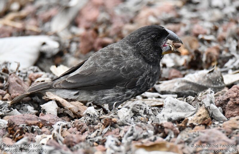 Large Ground Finch