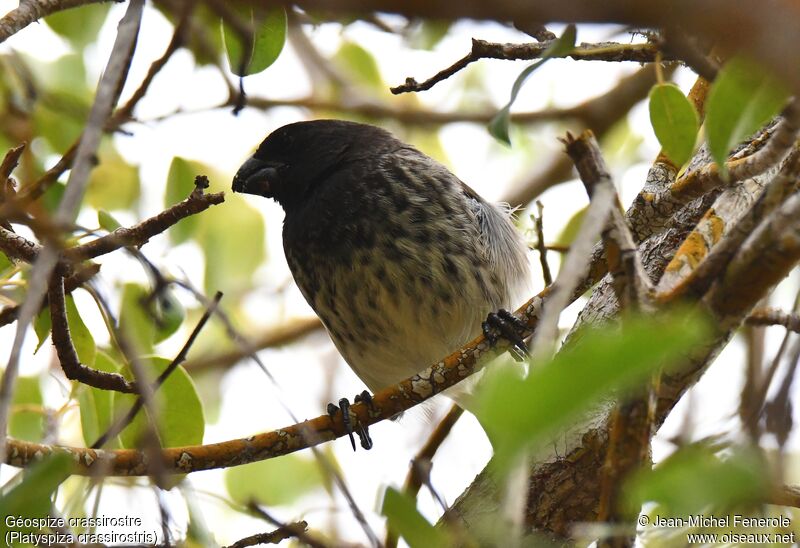 Vegetarian Finch