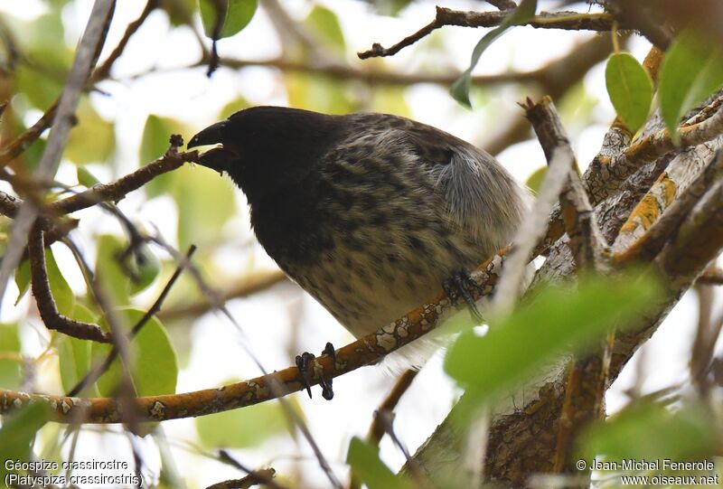 Vegetarian Finch