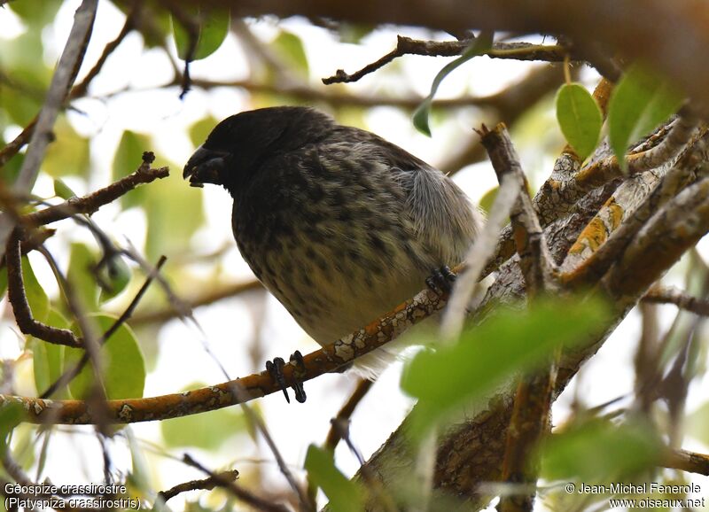 Vegetarian Finch