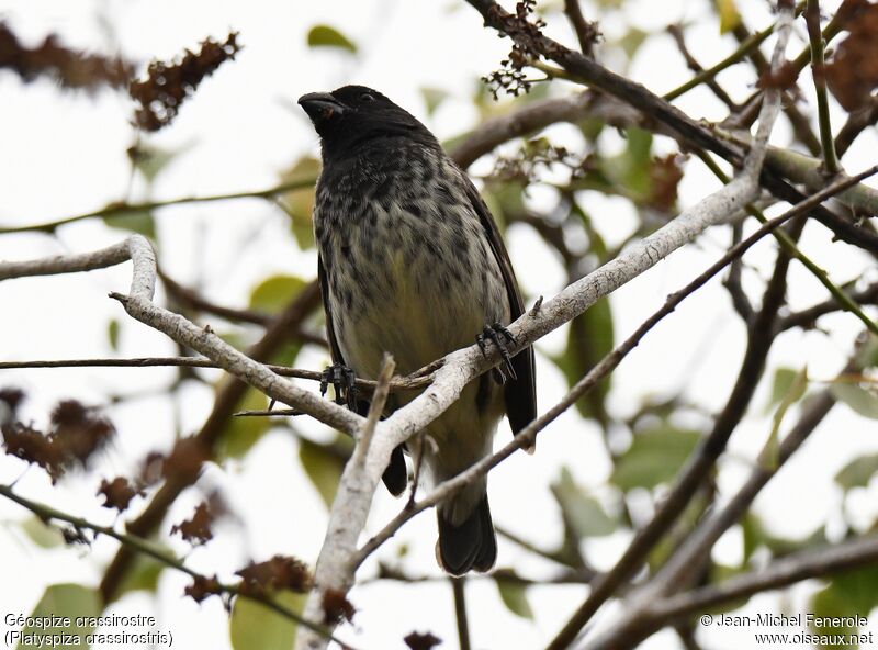 Vegetarian Finch